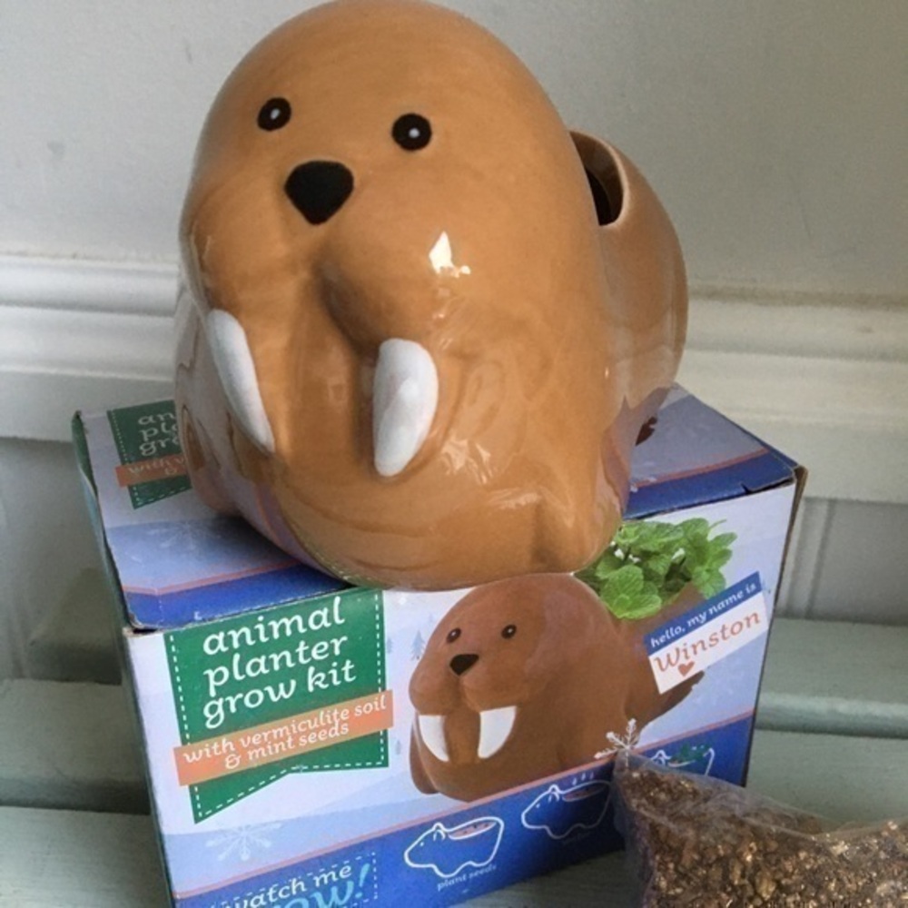 Ceramic Animal Planter Grow Kit Winston the Walrus NIB